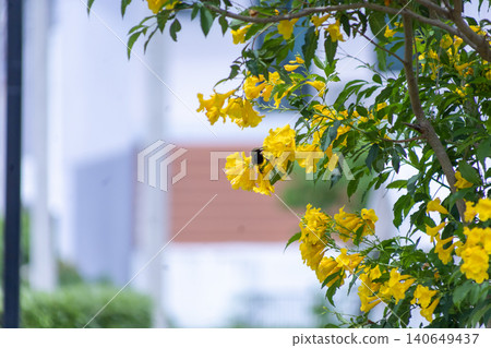 View of Olive backed Sunbird on the Yellow elder flower, focus selective 140649437