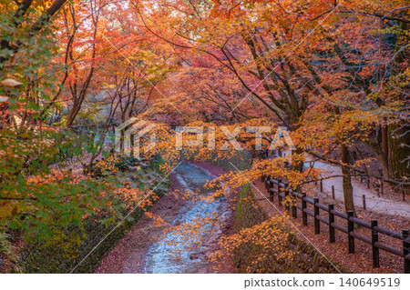 北野天滿宮大土井紅葉園的秋葉景色(橫幅構圖) 北野天滿宮大土井紅葉園的秋葉景色(橫幅構圖) 140649519