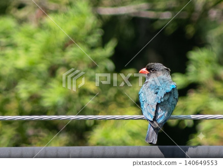 Roller perched on an electric wire 140649553