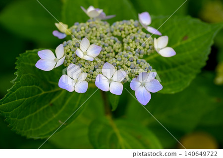 繡球花 繡球花 140649722