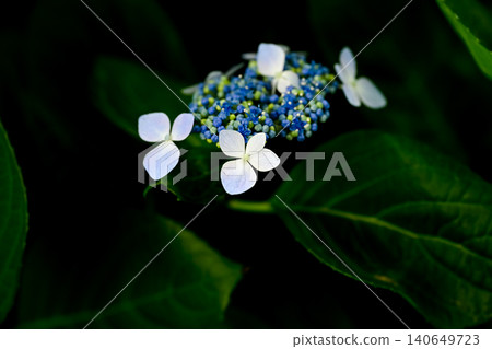  繡球花 140649723