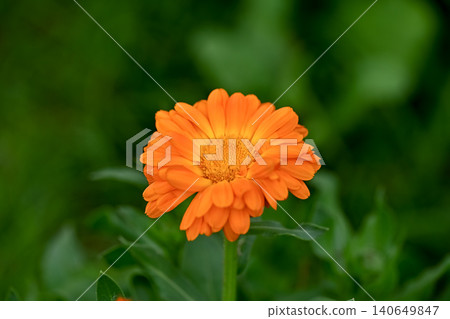Calendula Calendula 140649847