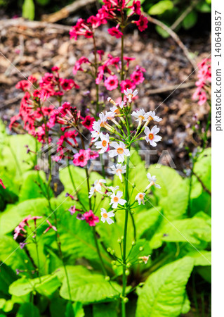 Primrose (Primula japonica) at Lake Chuzenji (Nikko City, Tochigi Prefecture) 140649857