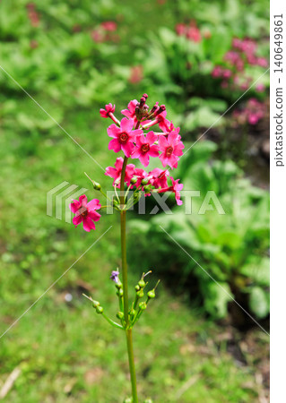 Primrose (Primula japonica) at Lake Chuzenji (Nikko City, Tochigi Prefecture) Primrose (Primula japonica) at Lake Chuzenji (Nikko City, Tochigi Prefecture) 140649861