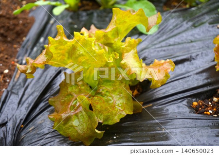 Sunny lettuce, lettuce, leaf lettuce Sunny lettuce, lettuce, leaf lettuce 140650023