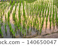Rice seedlings in a paddy field, with the sky reflected on the water's surface at dusk. 140650047