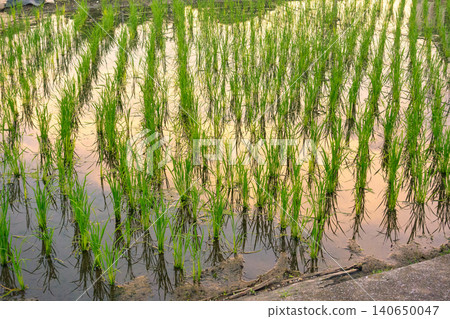 Rice seedlings in a paddy field, with the sky reflected on the water's surface at dusk. Rice seedlings in a paddy field, with the sky reflected on the water's surface at dusk. 140650047