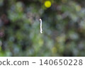Silkworm larvae hanging by threads 140650228