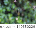 Silkworm larvae hanging by threads 140650229