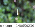 Silkworm larvae hanging by threads 140650230