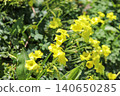 Oxalis acetosella 140650285