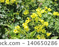 Oxalis acetosella 140650286