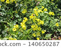 Oxalis acetosella 140650287