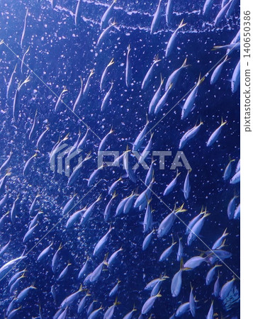 Large School of Blue Fish Swimming Together in Aquarium Large School of Blue Fish Swimming Together in Aquarium 140650386
