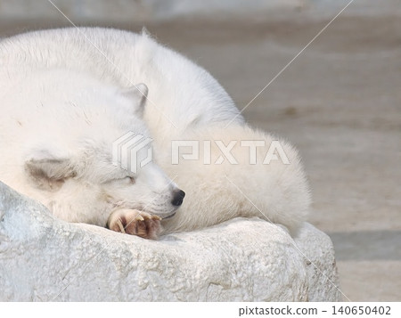 White Arctic Fox Sleeping Peacefully Curled on Stone White Arctic Fox Sleeping Peacefully Curled on Stone 140650402