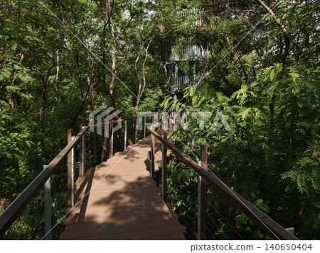Wooden Forest Walkway Bridge Through Dense Green Trees Wooden Forest Walkway Bridge Through Dense Green Trees 140650404
