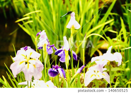 Purple and white irises are in bloom in the iris garden. Purple and white irises are in bloom in the iris garden. 140650525