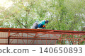 Roofer working in special protective work wear gloves, using air or pneumatic nail gun installing asphalt shingle on top of the new roof, Concept of residential building under construction. 140650893
