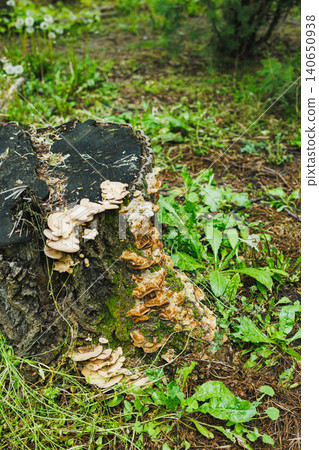 Mushrooms grow on a tree stump in a forest during springtime with green grass and plants surrounding the area Mushrooms grow on a tree stump in a forest during springtime with green grass and plants surrounding the area 140650938