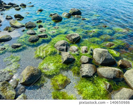 Rocks covered with green algae at the shoreline near the water during daylight hours Rocks covered with green algae at the shoreline near the water during daylight hours 140650986