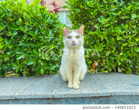 White cat sits on stone ledge in front of green bushes during daytime in a residential area 140651023