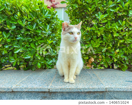 Cat sitting on a stone ledge in a garden surrounded by green bushes during daylight hours Cat sitting on a stone ledge in a garden surrounded by green bushes during daylight hours 140651024