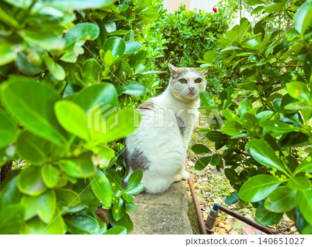 Cat sitting quietly between green bushes in a garden during daylight hours while looking back at the camera Cat sitting quietly between green bushes in a garden during daylight hours while looking back at the camera 140651027