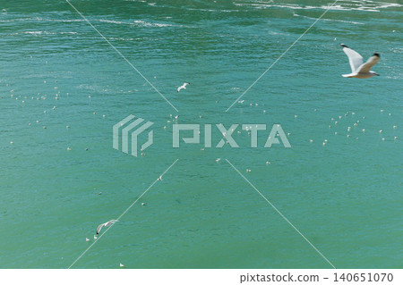 Birds fly over calm water near the shore during daylight hours with fish swimming beneath the surface Birds fly over calm water near the shore during daylight hours with fish swimming beneath the surface 140651070