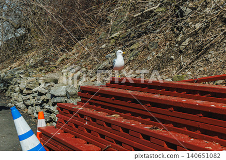 Seagull standing on wooden steps near construction area in a coastal location during daytime Seagull standing on wooden steps near construction area in a coastal location during daytime 140651082