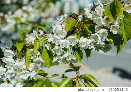 Cherry blossom branches covered in white flowers during springtime in an urban area with buildings in the background Cherry blossom branches covered in white flowers during springtime in an urban area with buildings in the background 140651143
