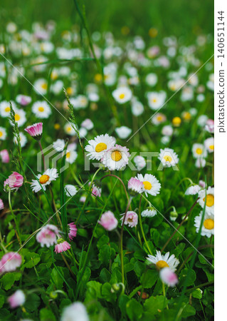 Wildflowers bloom in a grassy field during spring, creating a colorful scene filled with daisies and other small flowers in the daylight 140651144