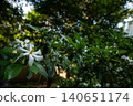 Gardenia flower　 140651174