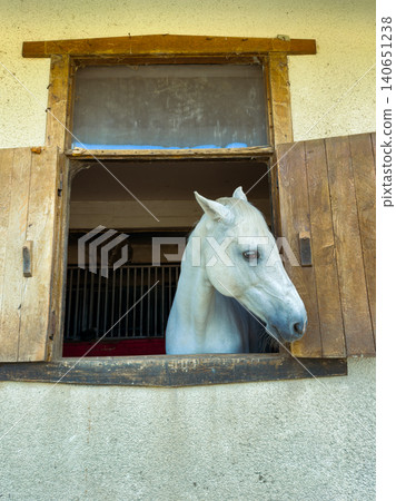 Horse looks out from stable window during afternoon at a ranch in the countryside Horse looks out from stable window during afternoon at a ranch in the countryside 140651238