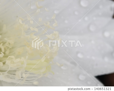 Abstract Macro Blur of Cream Colored Flower Stamens 140651321
