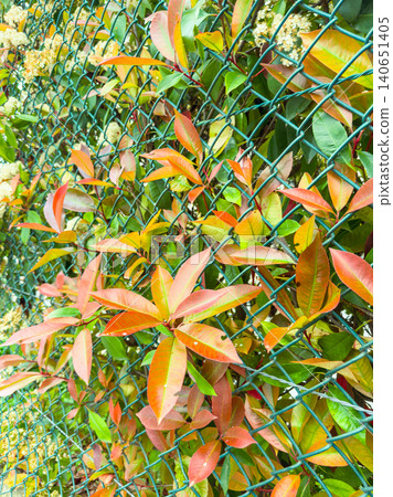 Bright leaves grow on a green fence in a garden during daytime in an urban area with flowers blooming nearby and a feeling of nature surrounding the space Bright leaves grow on a green fence in a garden during daytime in an urban area with flowers blooming nearby and a feeling of nature surrounding the space 140651405