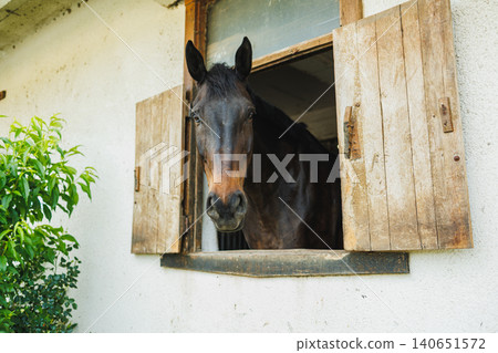 Horse looks out of a stable window with wooden shutters during daytime at a farm Horse looks out of a stable window with wooden shutters during daytime at a farm 140651572