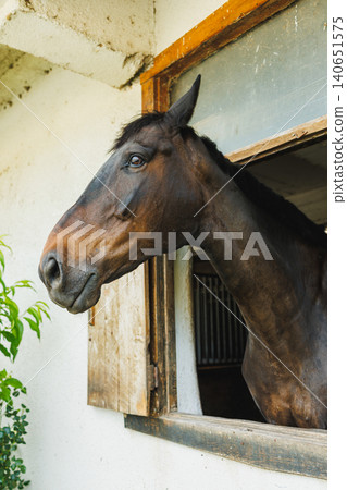 Horse looks outside from stable window during daylight hours in a quiet barn setting Horse looks outside from stable window during daylight hours in a quiet barn setting 140651575