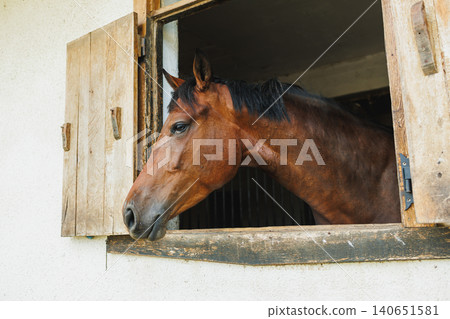 Horse looks out of barn window during afternoon on a farm in a rural area 140651581