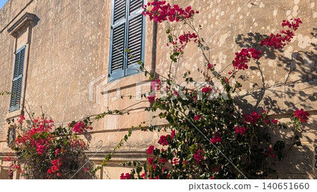Red bougainvillea blooming on the wall in the old city Red bougainvillea blooming on the wall in the old city 140651660