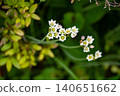 Hatakenhella 140651662