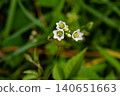 Hatakenhella 140651663