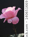 Pink roses against a black background 140651669