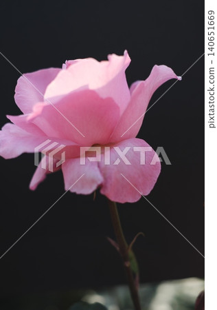 黑色背景下的粉紅玫瑰 黑色背景下的粉紅玫瑰 140651669