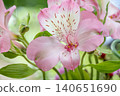 Alstroemeria 140651690