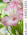 Alstroemeria 140651691