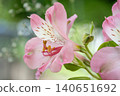 Alstroemeria 140651692