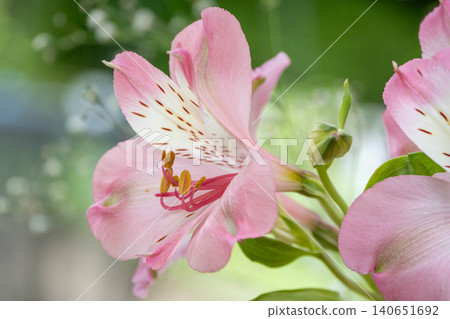 Alstroemeria Alstroemeria 140651692