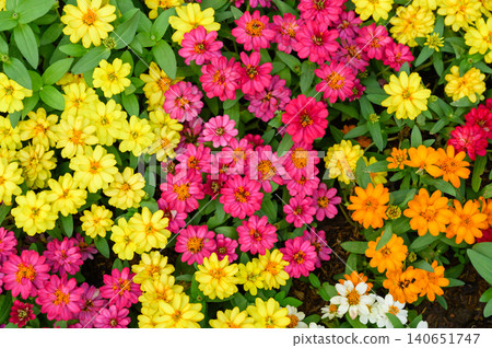 Top view of Colorful Zinnia flowers. Beautiful flowers background. Top view of Colorful Zinnia flowers. Beautiful flowers background. 140651747