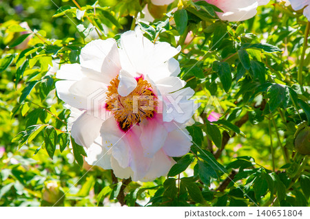 Peony bud flower bloom in garden. Floral background. Beautiful pink Tree Peonies. Paeonia petals Peony bud flower bloom in garden. Floral background. Beautiful pink Tree Peonies. Paeonia petals 140651804