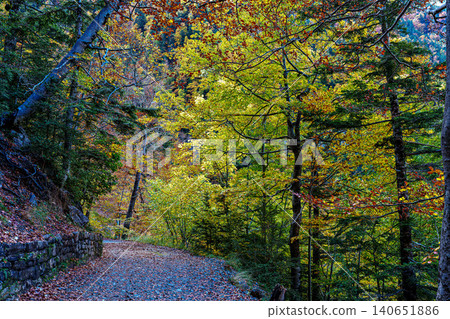 Colorful beech fall forest in Ordesa and Monte Perdido National park, Pyrenees, Aragon in Spain Colorful beech fall forest in Ordesa and Monte Perdido National park, Pyrenees, Aragon in Spain 140651886